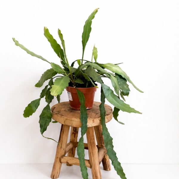 Epiphyllum Fruhlingsgold