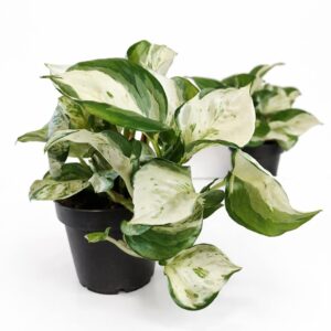 Epipremnum-Manjula-pothos
