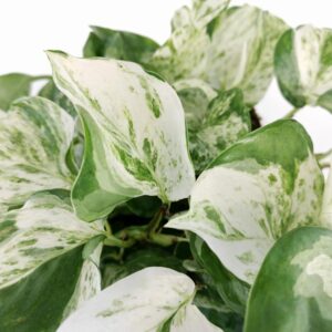 Epipremnum-Manjula-pothos