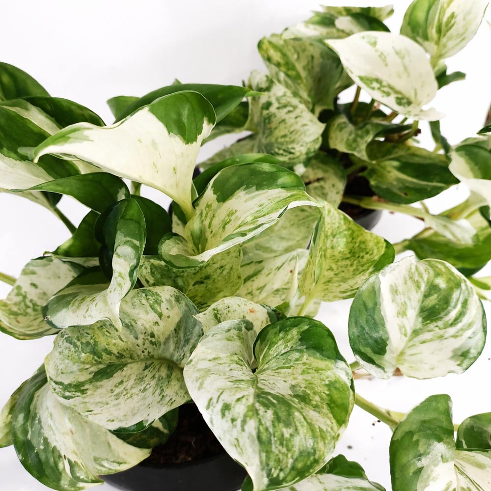 Epipremnum-Manjula-pothos