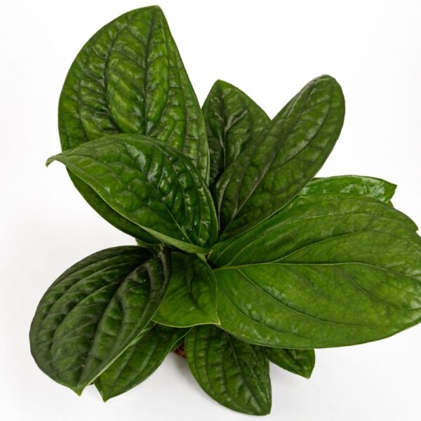 Epipremnum Marble Planet