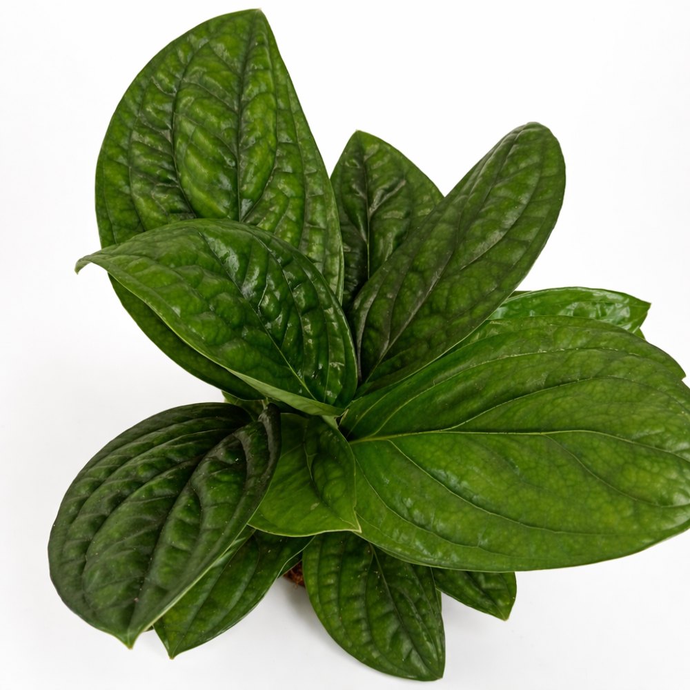 Epipremnum Marble Planet