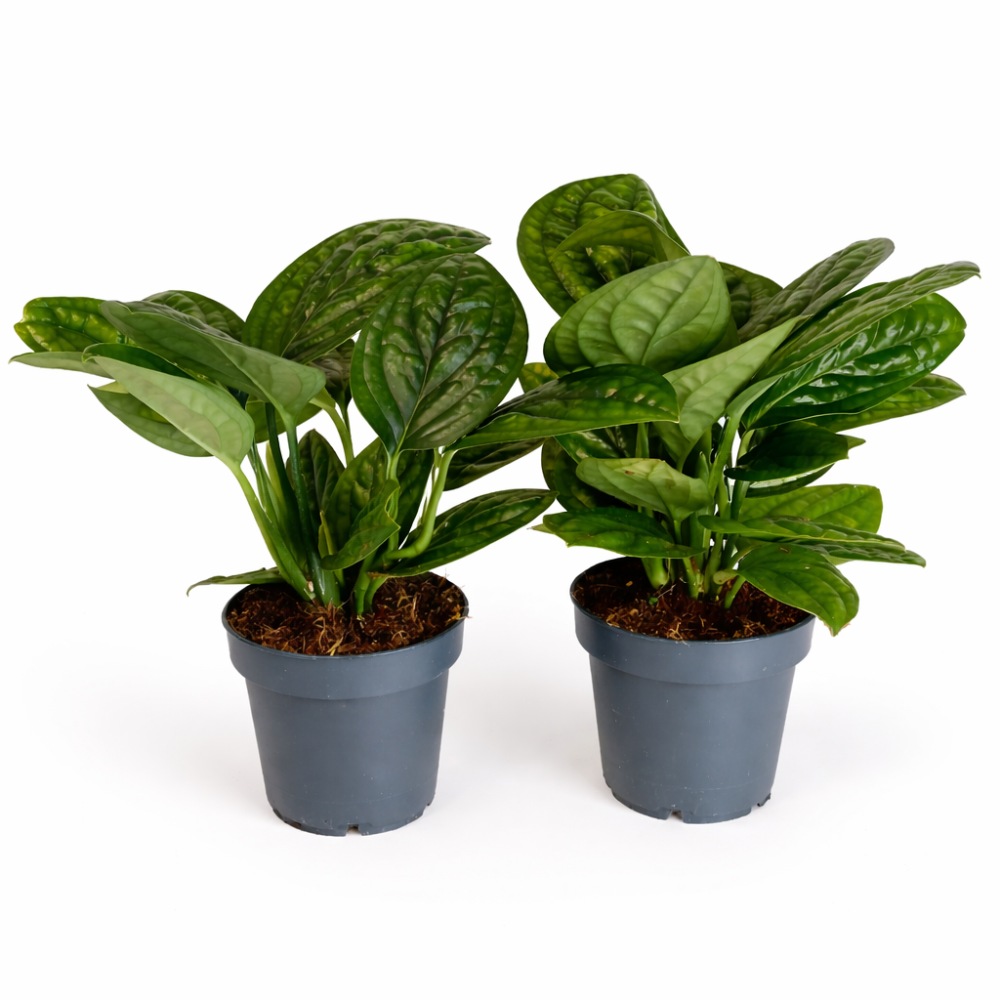 Epipremnum Marble Planet