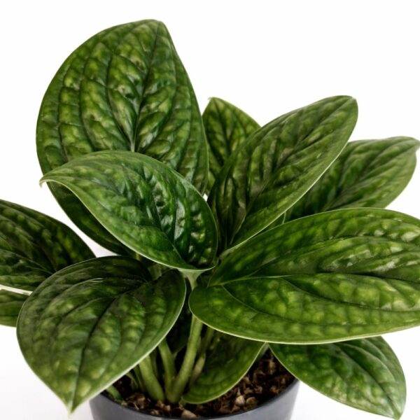 Epipremnum Marble Planet