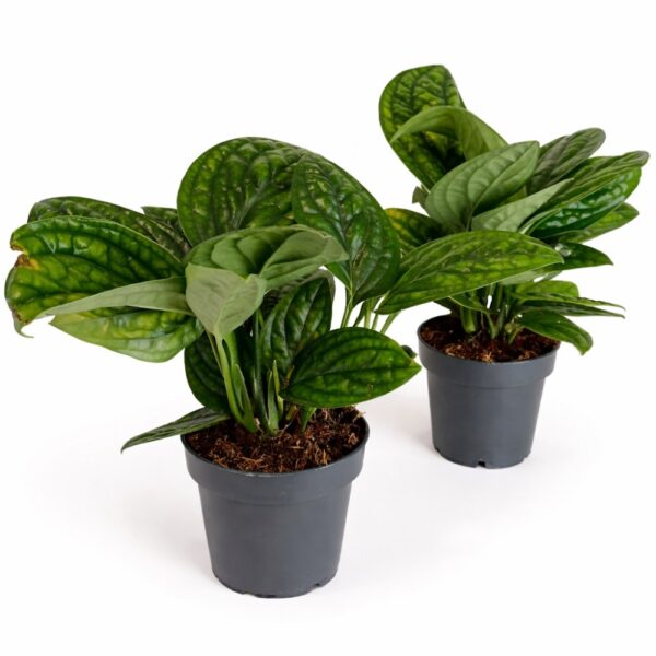 Epipremnum Marble Planet