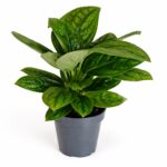 Epipremnum Marble Planet