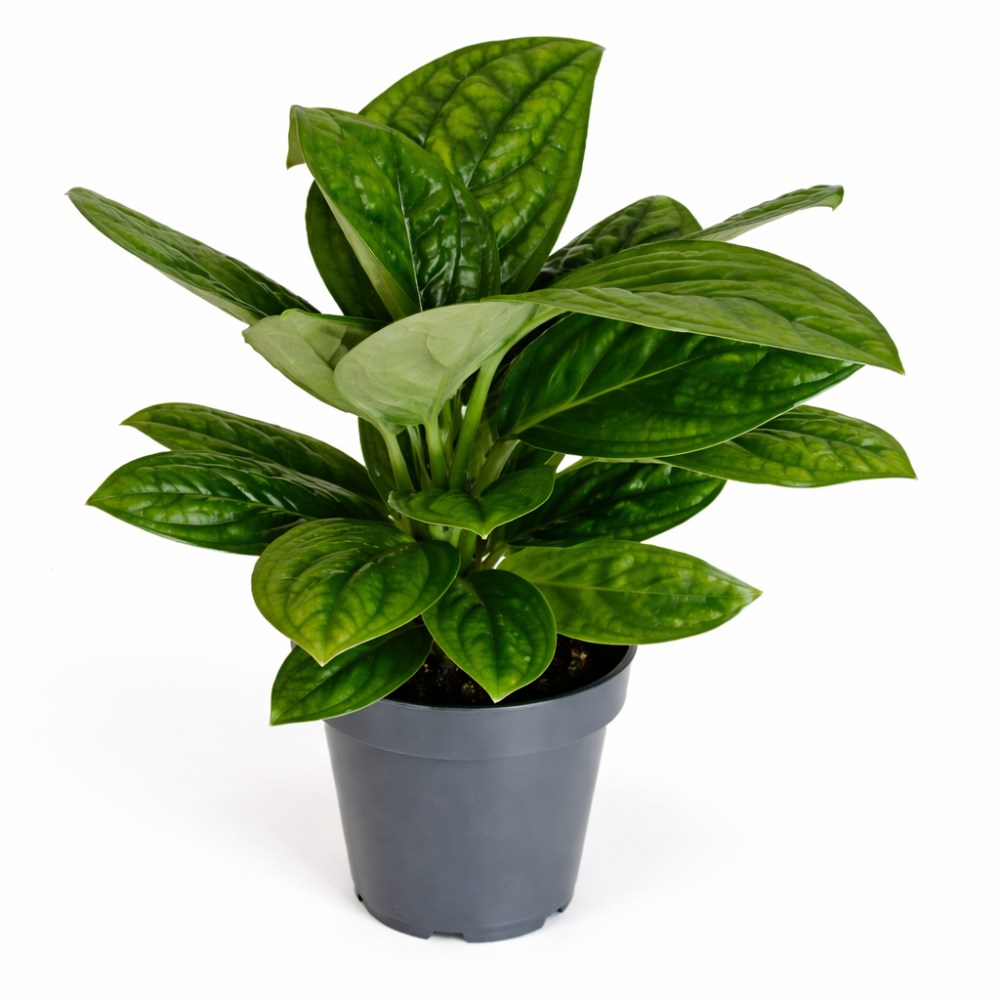 Epipremnum Marble Planet