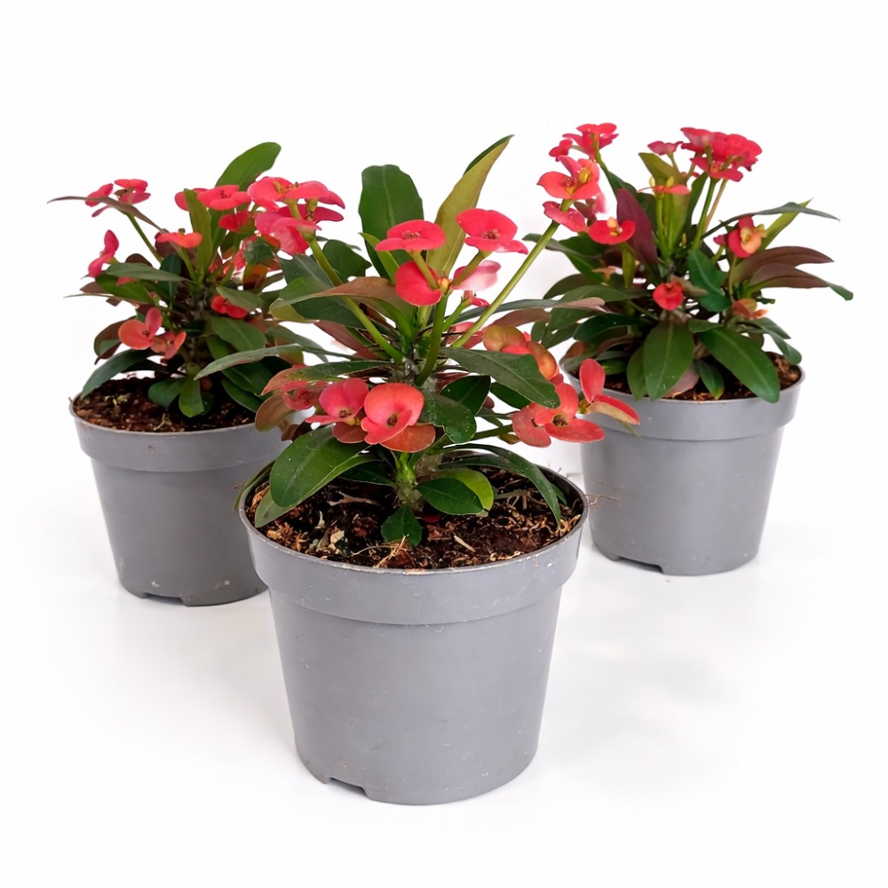 Euphorbia Milii Vulcanus