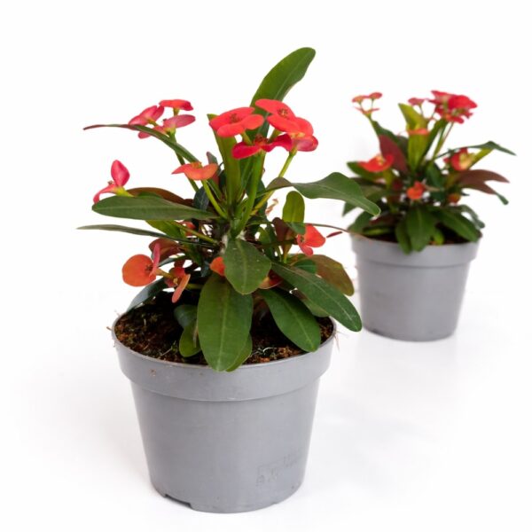 Euphorbia Milii Vulcanus