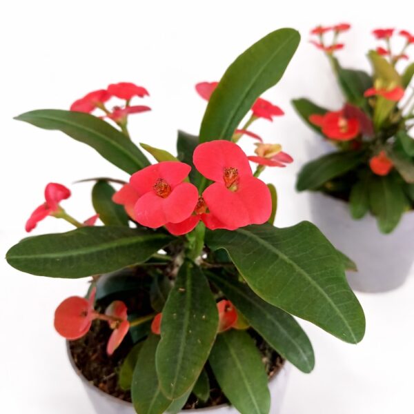 Euphorbia Milii Vulcanus