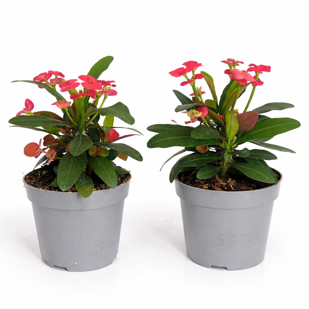 Euphorbia Milii Vulcanus