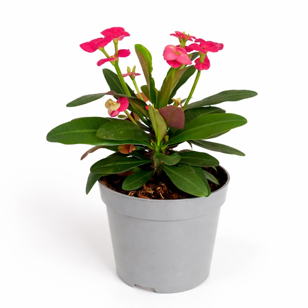 Euphorbia Milii Vulcanus