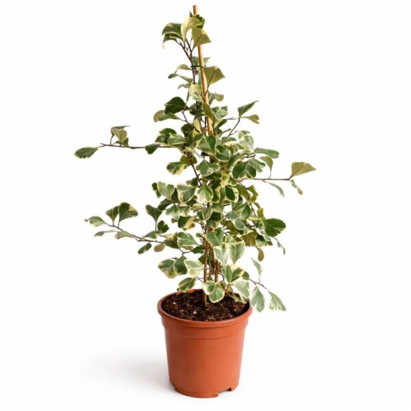 Ficus Triangularis Sweetheart