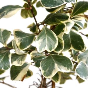 Ficus Triangularis Sweetheart