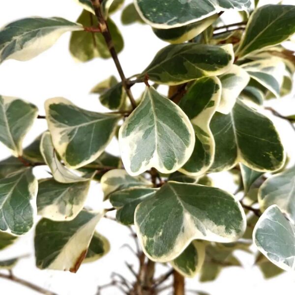 Ficus Triangularis Sweetheart