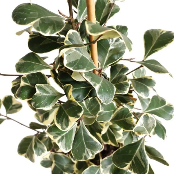 Ficus Triangularis Sweetheart