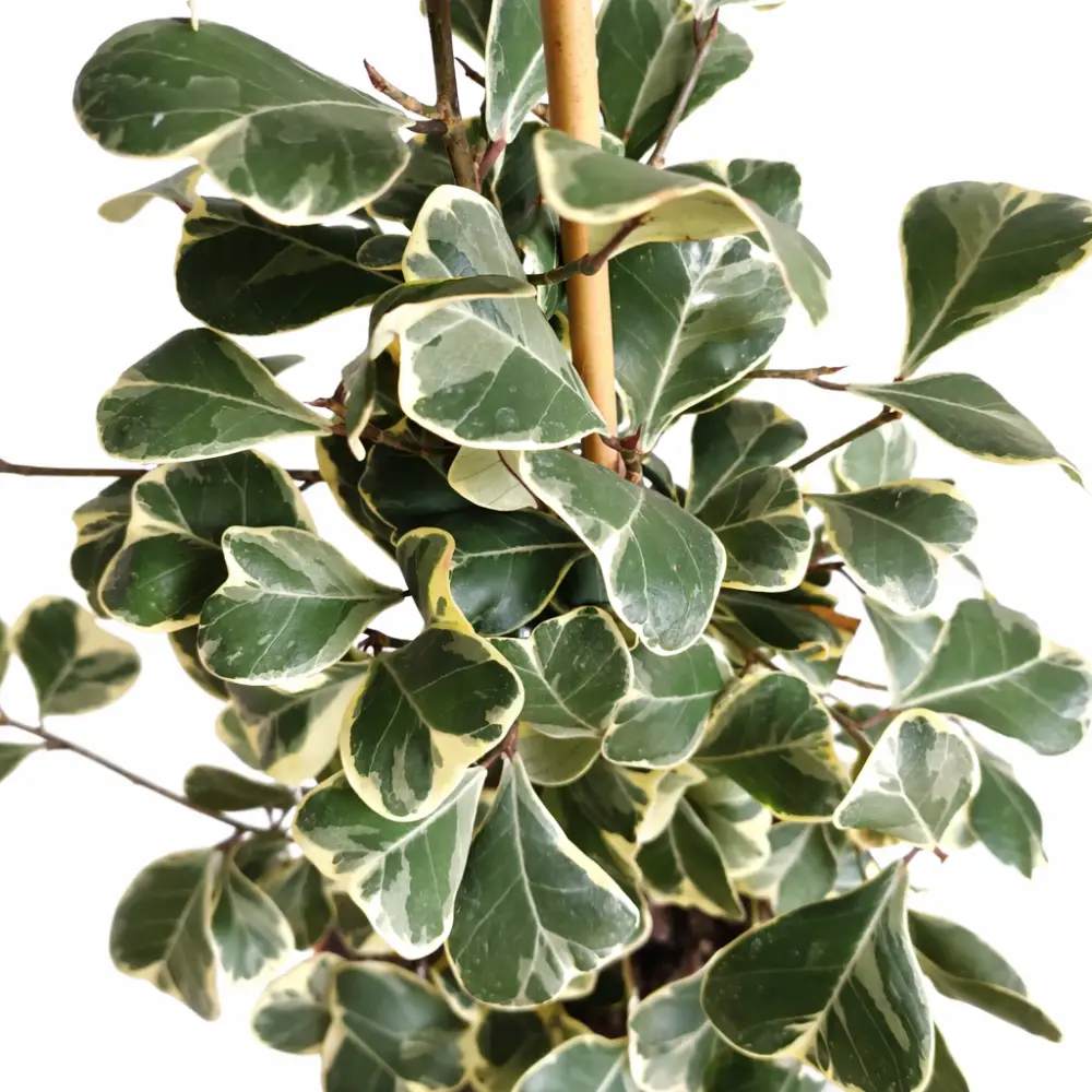 Ficus Triangularis Sweetheart