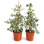 Ficus-Triangularis-Sweetheart