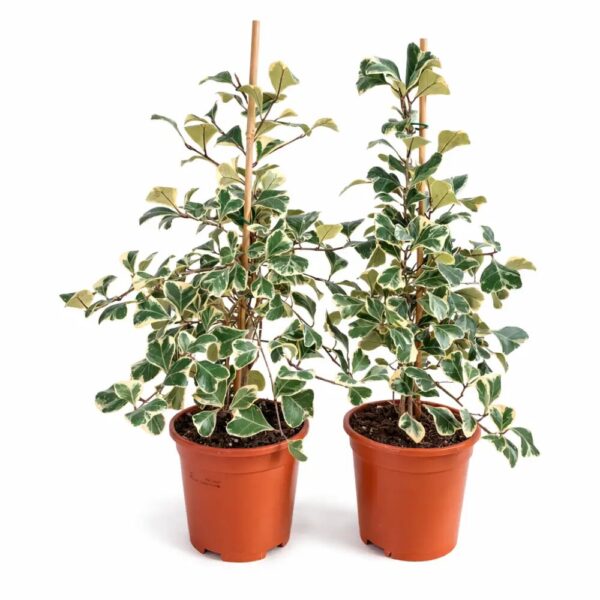 Ficus-Triangularis-Sweetheart