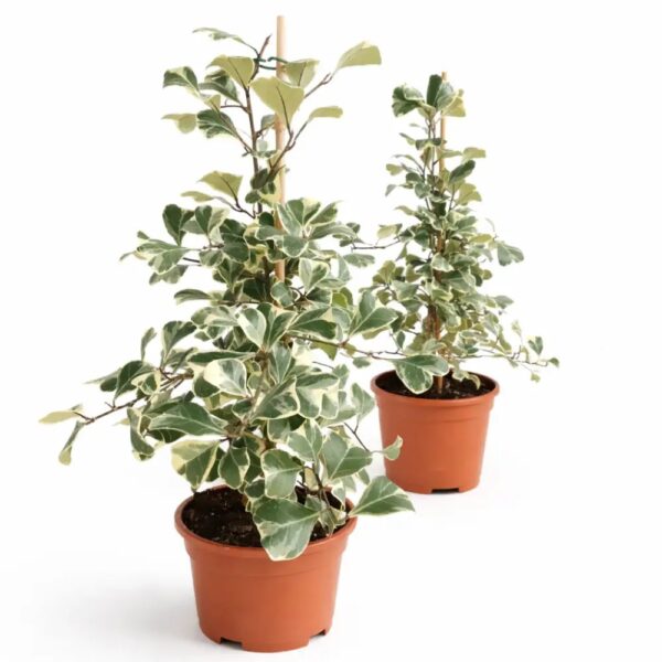 Ficus Triangularis Sweetheart