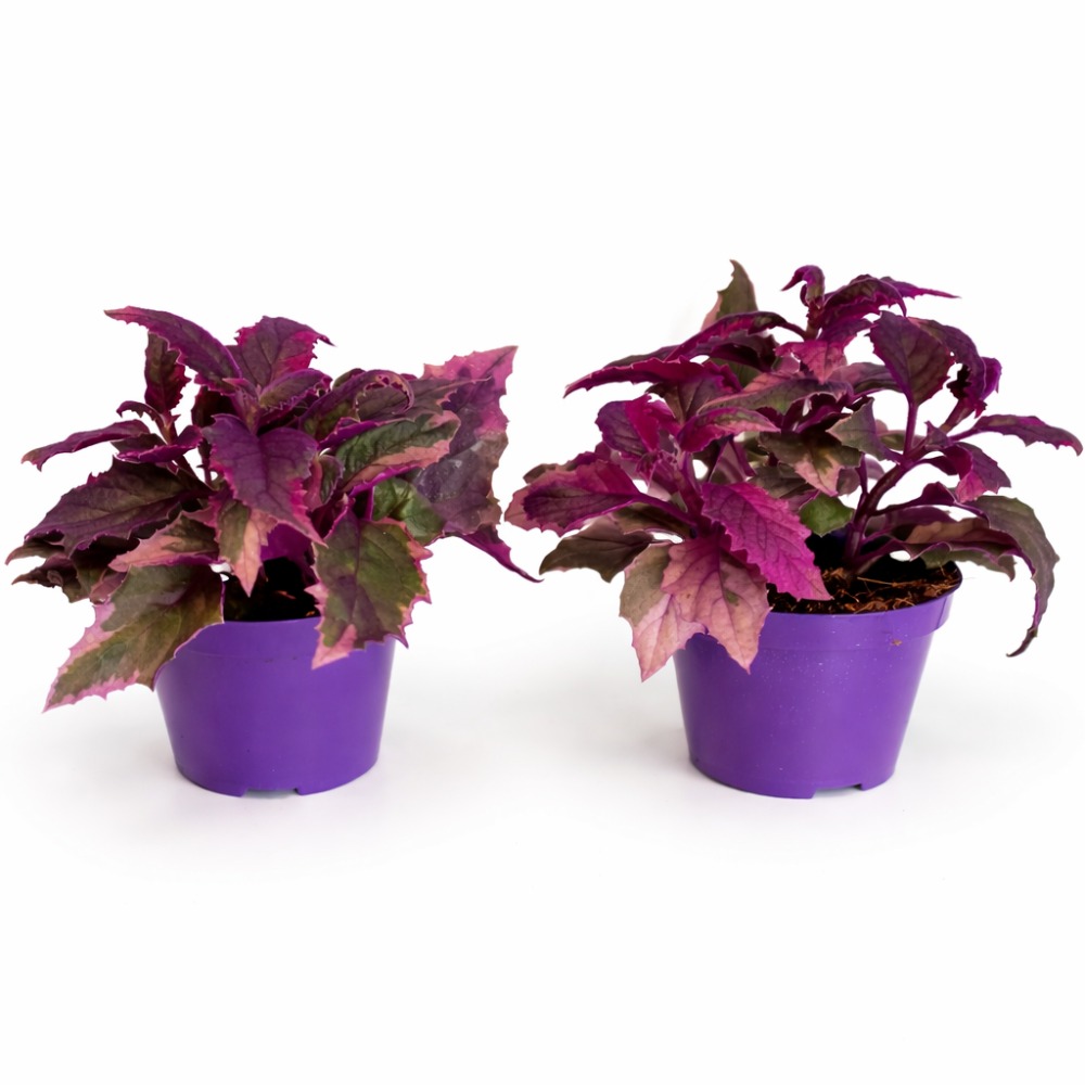 Gynura aurantiaca variegata