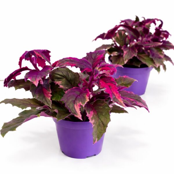 Gynura aurantiaca variegata