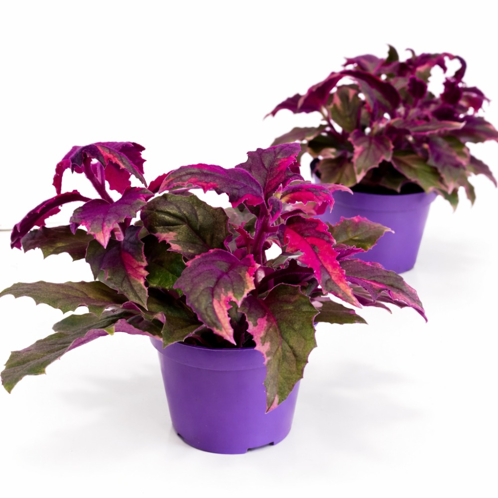 Gynura aurantiaca variegata