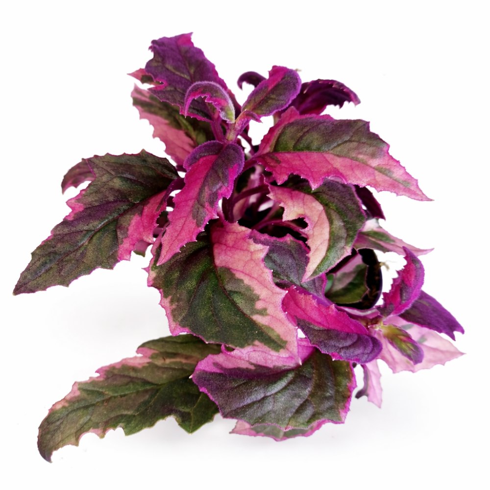 Gynura aurantiaca variegata