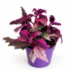 Gynura aurantiaca variegata