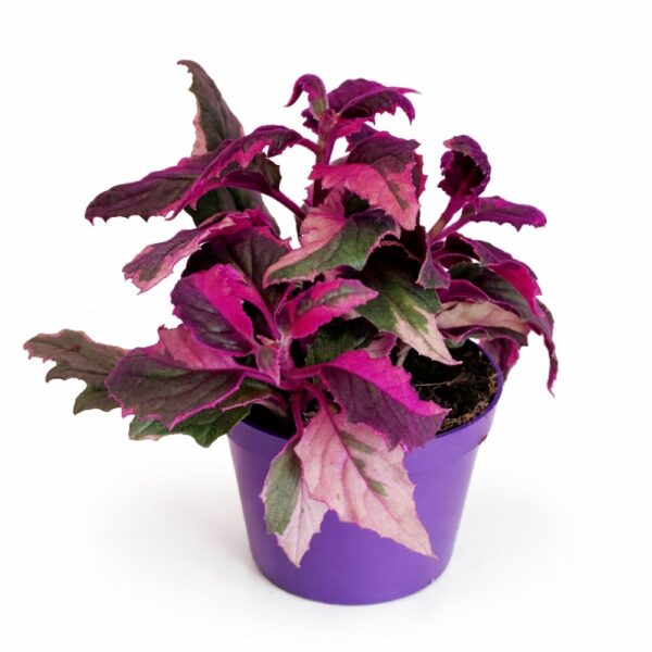 Gynura aurantiaca variegata