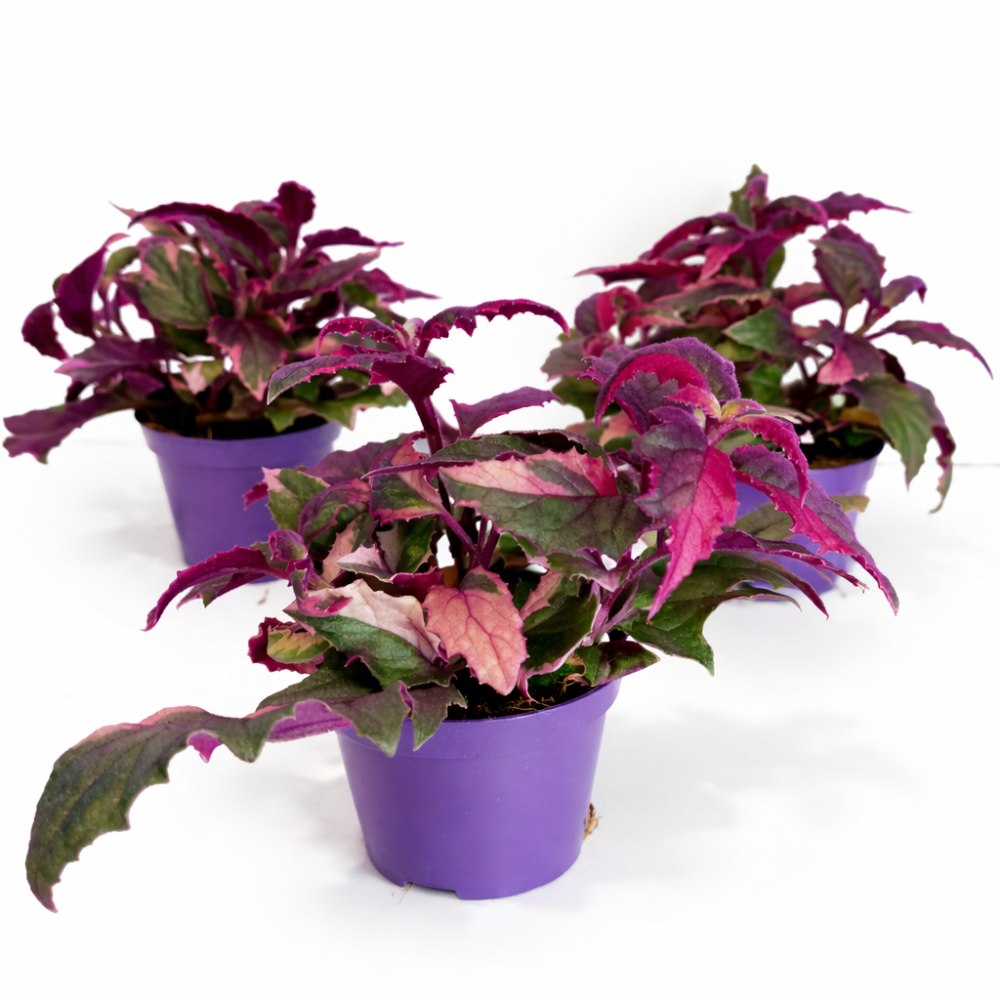 Gynura aurantiaca variegata