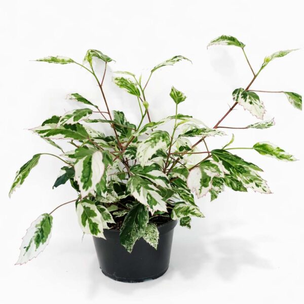Hibiscus-rosa-sinensis-variegata