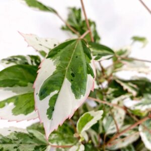 Hibiscus-rosa-sinensis-variegata