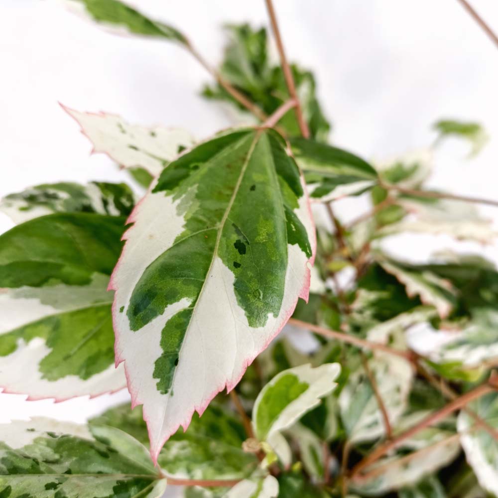Hibiscus-rosa-sinensis-variegata