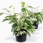 Hibiscus-rosa-sinensis-variegata