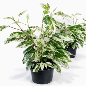 Hibiscus-rosa-sinensis-variegata