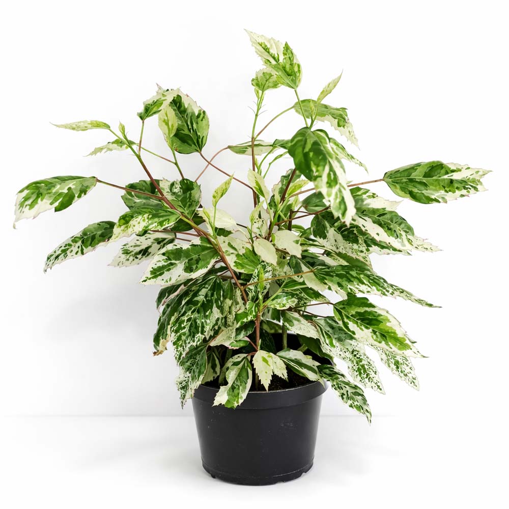 Hibiscus-rosa-sinensis-variegata