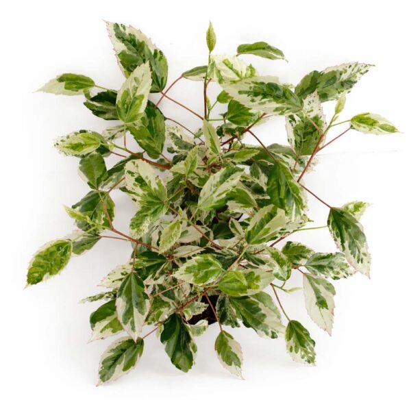 Hibiscus-rosa-sinensis-variegata