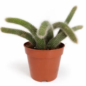 Hildewintera colademononis