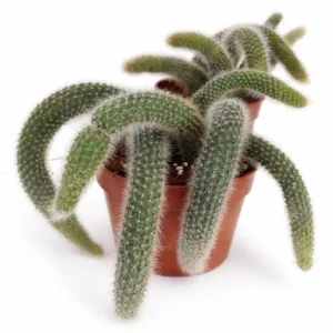 Hildewintera colademononis