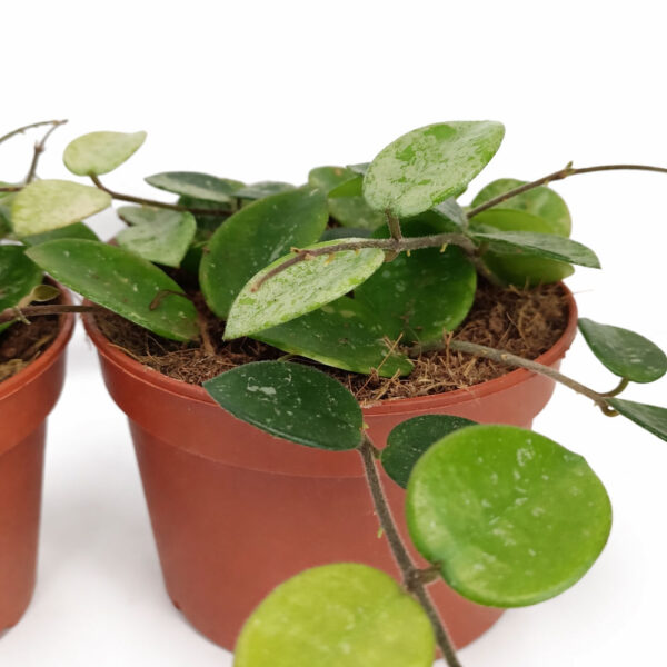 Hoya-Mathilde-splash