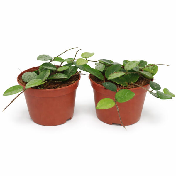 Hoya-Mathilde-splash