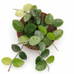 Hoya-Mathilde-splash