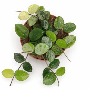 Hoya-Mathilde-splash