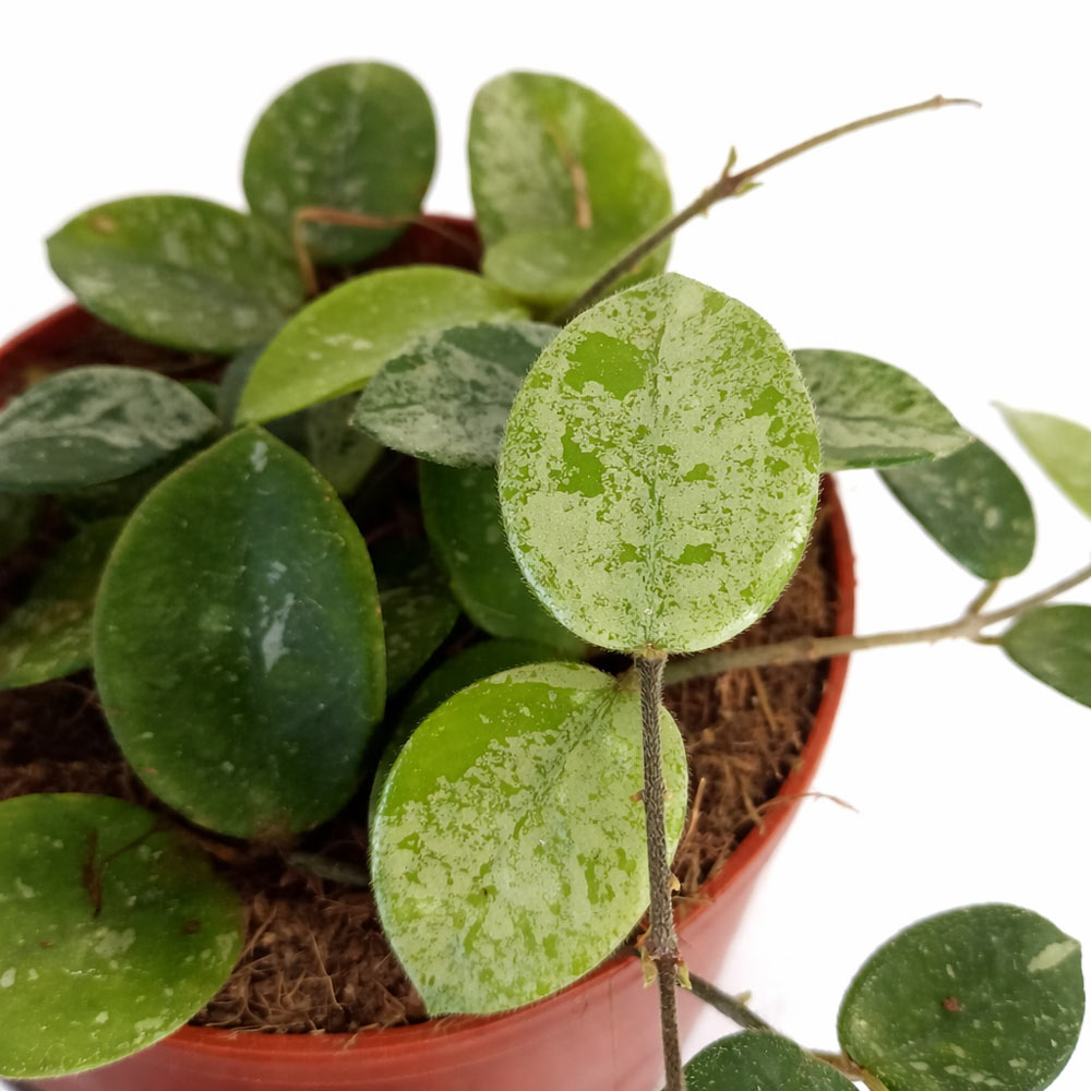 Hoya-Mathilde-splash