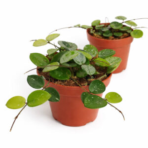 Hoya-Mathilde-splash