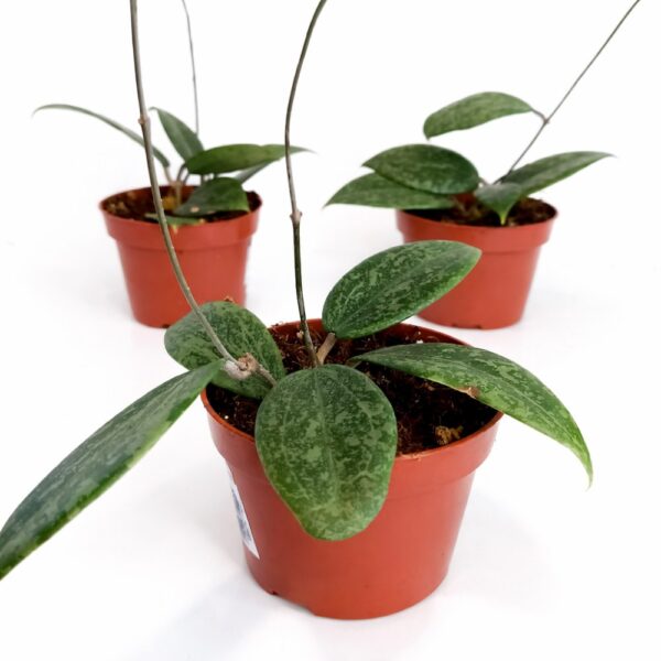 Hoya Wibergiae
