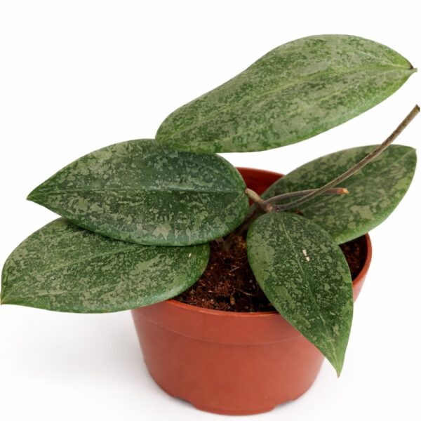 Hoya Wibergiae