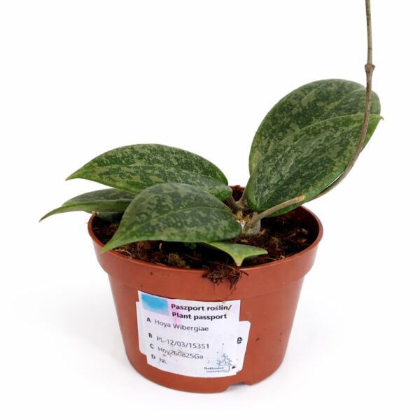 Hoya Wibergiae