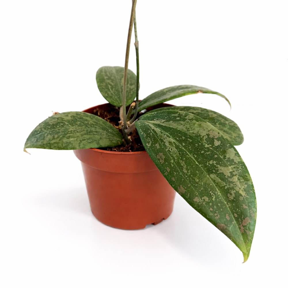 Hoya Wibergiae